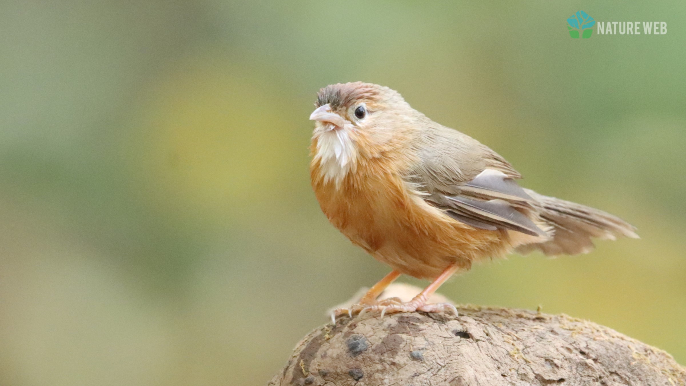 Tawny-bellied Babbler